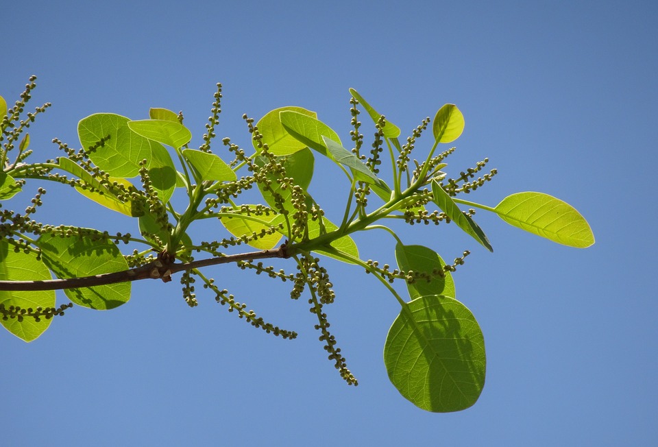 Triphala je velmi účinná přírodní detoxikační směs ajurvédských bylin